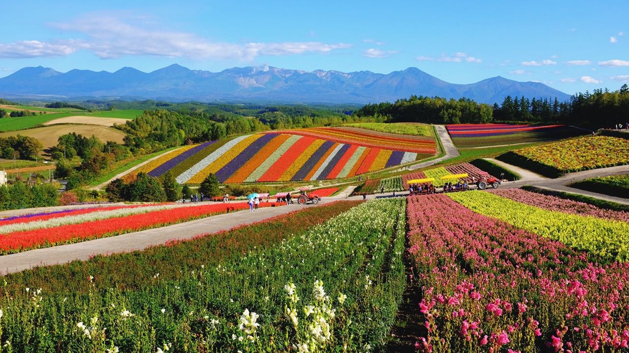 hokkaido_flowers